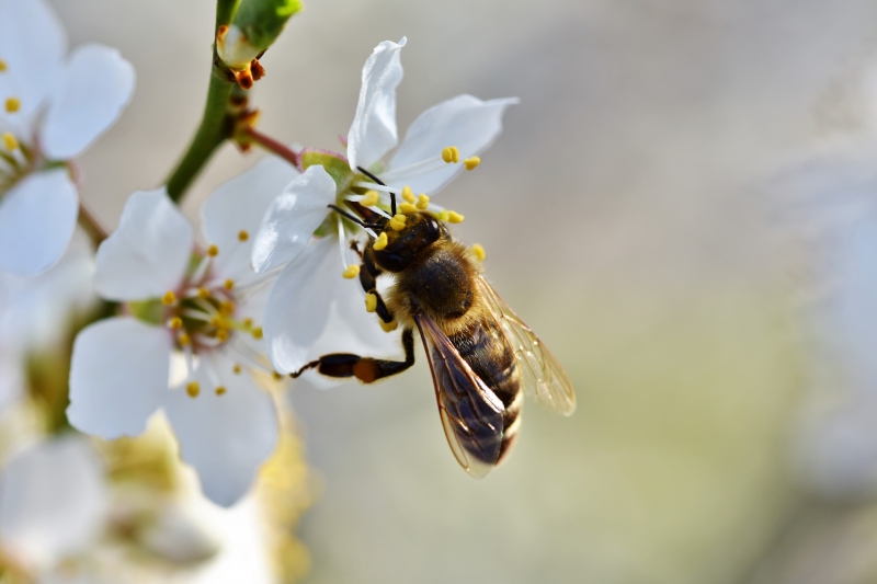 jardinerie-POURCIEUX-min_bee-4092986